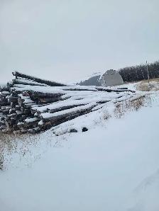 birch wood
