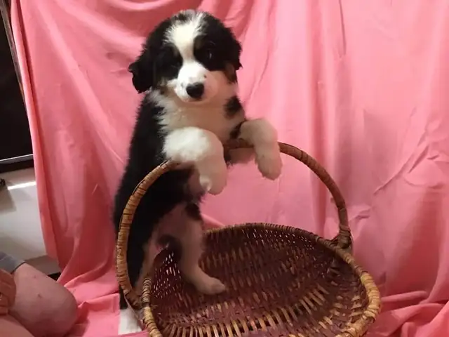 Puppies for sale. Mini Aussie/Bernese.  $1000