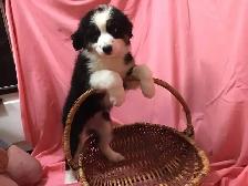 Puppies for sale. Mini Aussie/Bernese.  $1000