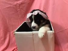 Puppies for sale. Mini Aussie/Bernese.  $1000 - Photo 2