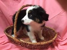 Puppies for sale. Mini Aussie/Bernese.  $1000 - Photo 3