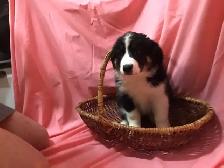 Puppies for sale. Mini Aussie/Bernese.  $1000 - Photo 4