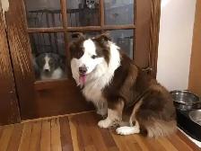 Puppies for sale. Mini Aussie/Bernese.  $1000 - Photo 5