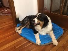 Puppies for sale. Mini Aussie/Bernese.  $1000 - Photo 6