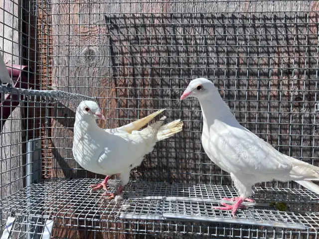 White Pigeons  Dove