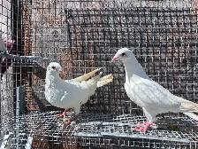 White Pigeons  Dove