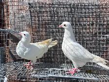 White Pigeons  Dove - Photo 2