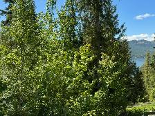 Shuswap lake lot - Photo 5
