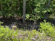 Shuswap lake lot - Photo 7