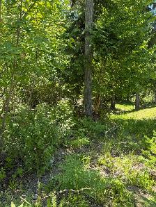 Shuswap lake lot - Photo 8