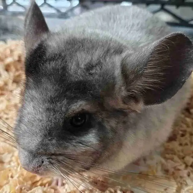baby chinchillas