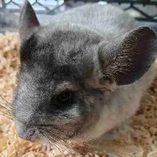 baby chinchillas