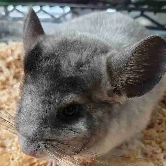 baby chinchillas