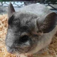 baby chinchillas