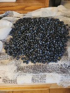 Blueberry