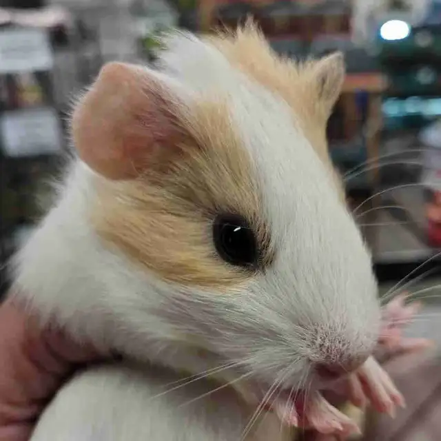 baby guinea pigs