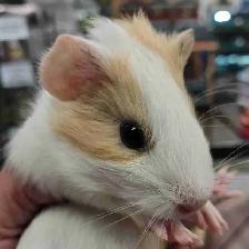 baby guinea pigs