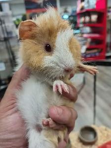 baby guinea pigs - Photo 2