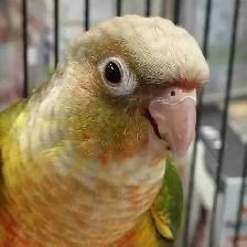 baby pineapple conure