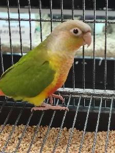baby pineapple conure - Photo 2