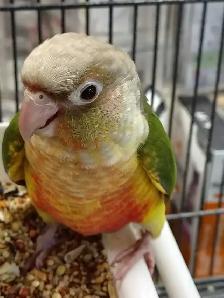 baby pineapple conure - Photo 3