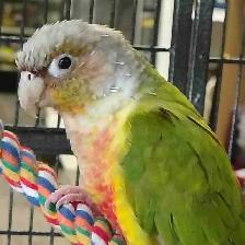 pineapple conure