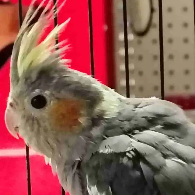 baby cockatiel