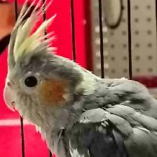 baby cockatiel