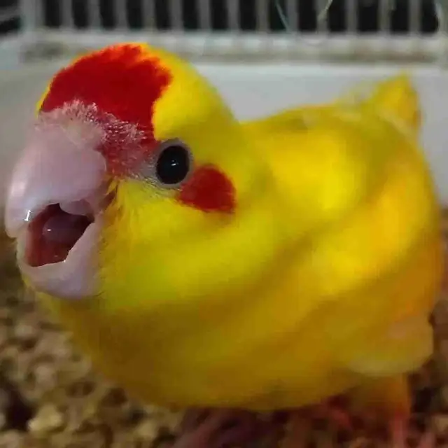 baby red fronted kakariki