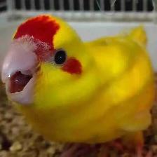 baby red fronted kakariki