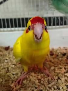 baby red fronted kakariki - Photo 2