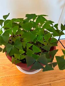 Shamrock plant