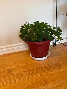 Shamrock plant - Photo 2