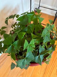 Shamrock plant - Photo 3