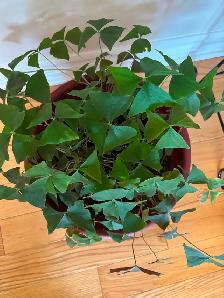 Shamrock plant - Photo 4