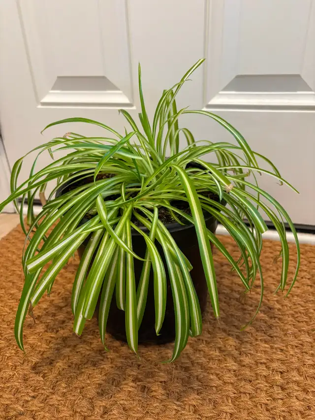 Spider plants