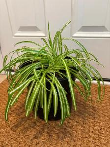 Spider plants