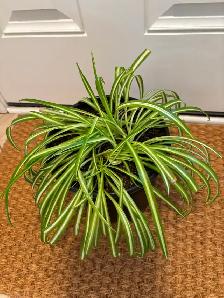 Spider plants - Photo 2