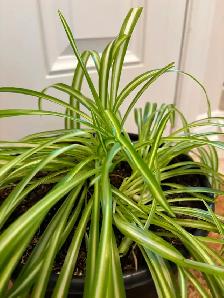 Spider plants - Photo 3