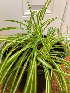 Spider plants - Photo 4