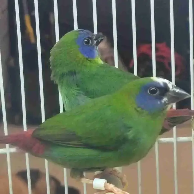 blue headed parrot finch