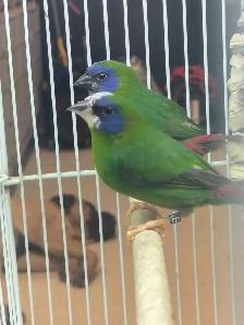 blue headed parrot finch - Photo 2