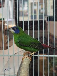blue headed parrot finch - Photo 3