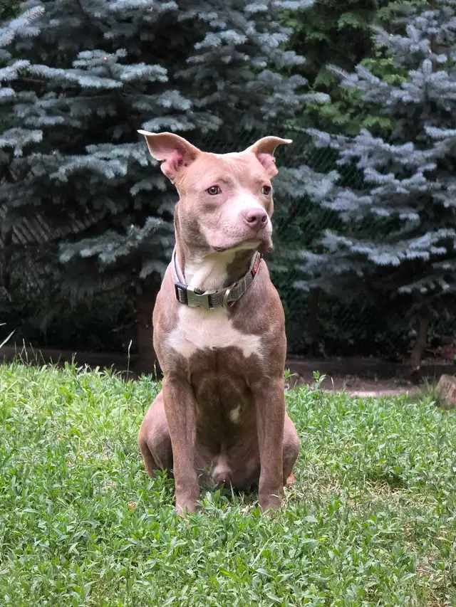 American Bulldog Cane Corso