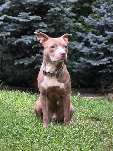 American Bulldog Cane Corso