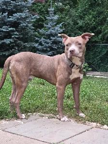 American Bulldog Cane Corso - Photo 2