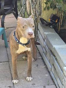 American Bulldog Cane Corso - Photo 3