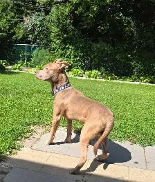 American Bulldog Cane Corso - Photo 4
