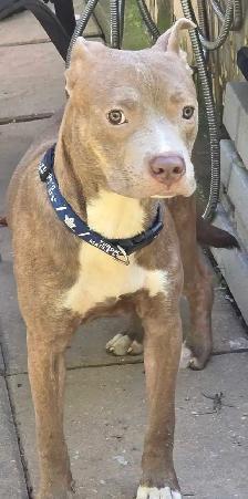 American Bulldog Cane Corso - Photo 5