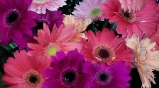LIVREUR DE FLEURS - Photo 2